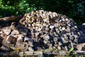 A large stack of firewood ready for the cold months