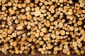A large stack of small-diameter logs Royalty Free Stock Photo