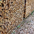 Large stacks with firewood standing in a forest