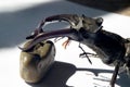 A large stag beetle with long purple horns, sits on a pebble. Macro Royalty Free Stock Photo