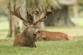 A large stag Red Deer, Cervus elaphus, resting in a meadow during rutting season. Royalty Free Stock Photo