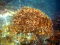 Large Staghorn Coral at Great Barrier Reef Royalty Free Stock Photo