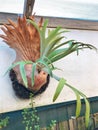 Large Staghorn or Elkhorn fern