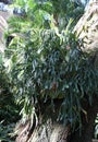 A large staghorn fern climbing on a tree bark