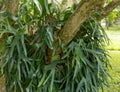 staghorn fern growing in a tree