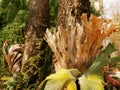 The large staghorn leaves live on the trees
