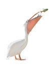 Large standing pelican and jumping fish on white