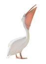 Large standing pelican on white