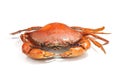 Large steamed crab cooked in red on a white background. Royalty Free Stock Photo