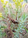 large steppe grasshopper, locust sits in grass. Agricultural pests. Macro shot. Spring plants and insects