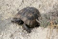 Large steppe tortoise in the valley