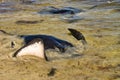 Large stingray flapping its pectoral fins Royalty Free Stock Photo