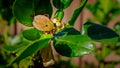 Large stink bug, Musgraveia sulciventris, found in Australia, also known as the bronze orange bug, a pest to plants in the citrus
