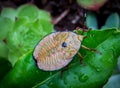 Large stink bug, Musgraveia sulciventris, found in Australia, also known as the bronze orange bug