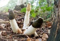 A Large Stinkhorn fungus in the forest Royalty Free Stock Photo