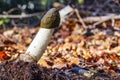 A Large Stinkhorn fungus Phallus impudicus in the forest, Zoetermeer, the netherlands