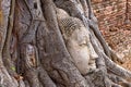 Large stone Buddha head in fig tree roots - Ayutthaya City Royalty Free Stock Photo