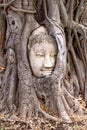 Large stone Buddha head in fig tree roots - Ayutthaya City Royalty Free Stock Photo