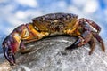 Large Stone crab goes to the water on the coastal Royalty Free Stock Photo