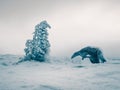 Large stone and a frozen mountain spruce on a winter snow-covered slope. Semi-darkness, minimalistic appearance