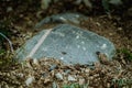 Large stone on grass close-up. Azerbaijan Royalty Free Stock Photo