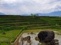 Large Stone From The Mountain in The Middle of Terraced Rice Fields??Buka di Google Terjemahan Royalty Free Stock Photo