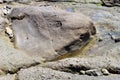 A large stone shaped like a unique fish head