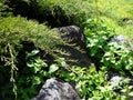 Large stones, boulders, overgrown with exotic herbs Royalty Free Stock Photo