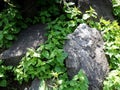 Large stones, boulders, overgrown with exotic herbs Royalty Free Stock Photo