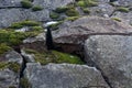 Large stones covered with MOSS in cloudy weather