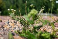 Large stones and moss between them, background Royalty Free Stock Photo