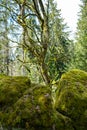 Large stones in wild forest with moss Royalty Free Stock Photo