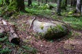 Large stones in wild forest with moss Royalty Free Stock Photo