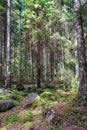 Large stones in wild forest with moss Royalty Free Stock Photo