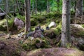 Large stones in wild forest with moss Royalty Free Stock Photo