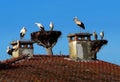 Large stork family in the nests on top of the trees and on the front house chimney and roof