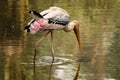 A large stork with a long yellow bill