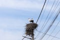 Large stork nest on an electric concrete pole