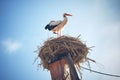 large stork nest on industrial chimney