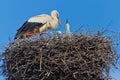 Mother stork feeding babies Royalty Free Stock Photo