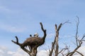 Large stork nest with storks in an old tree