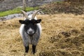 Large stout male black and white pygmy goat standing in straw