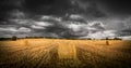 Large straw alpacas wheat field under the storm Royalty Free Stock Photo