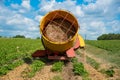 Large strawberry field Royalty Free Stock Photo