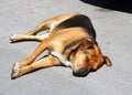 Large stray brown and black dog sleeping on the street Royalty Free Stock Photo