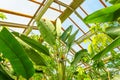 Large Strelitzia nicolai, inside a tropical greenhouse villa Royalty Free Stock Photo