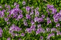 A Large Stretch of Beautiful Purple Flowering Water Hyacinth