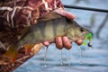 Large striped bass with a soft bait and hook in the mouth and drops of running water in the fisherman`s hand.Perch on the hook Royalty Free Stock Photo