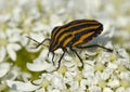 Large striped bedbug on white flowers
