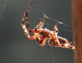 Big hairy brown spider hanging from web Royalty Free Stock Photo